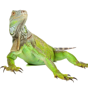 Iguana PNG