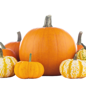Pumpkin PNG