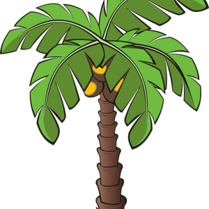 Palm tree PNG