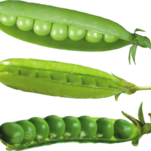 Pea PNG