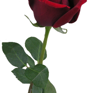 Rose PNG