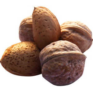 Walnut PNG