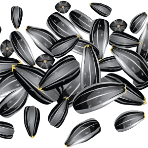 Sunflower seeds PNG