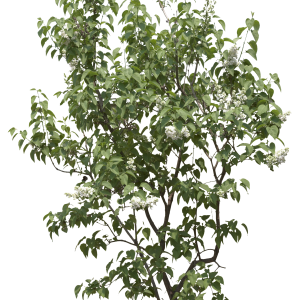 tree png image