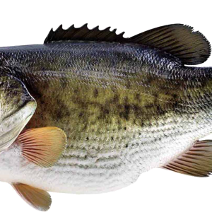 fish PNG image