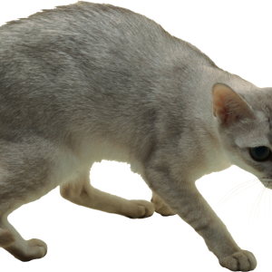 Cat PNG