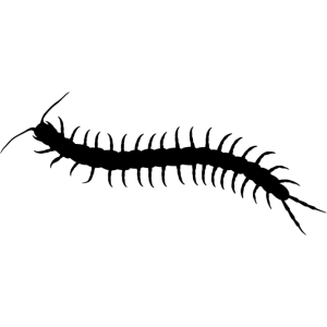 Centipede image PNG