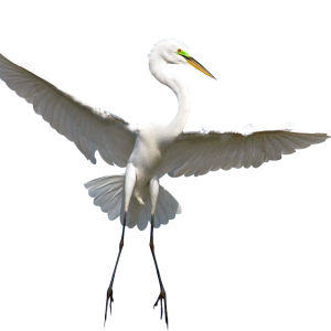 Heron PNG