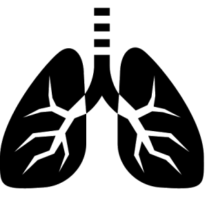 Lungs PNG