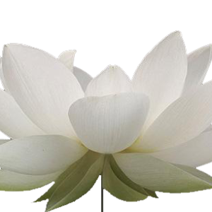 Lotus flower PNG