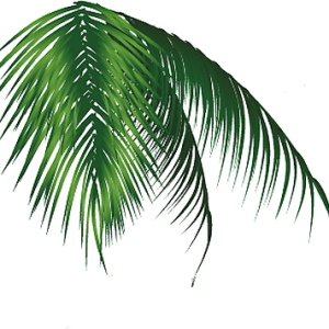 Jungle PNG