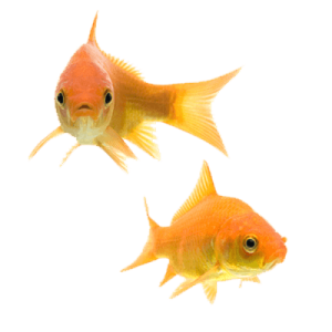 Goldfish PNG