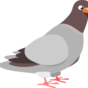 Pigeon PNG
