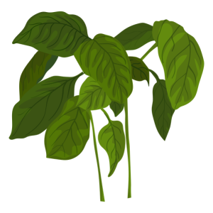 Basil PNG