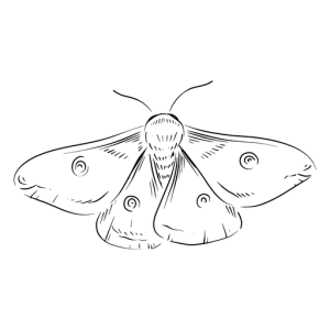 Moth PNG
