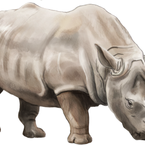 Rhino PNG