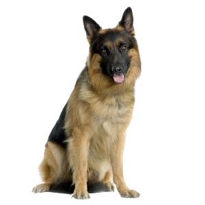 German Shepherd PNG