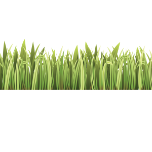 Grass PNG