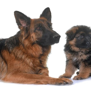 German Shepherd PNG