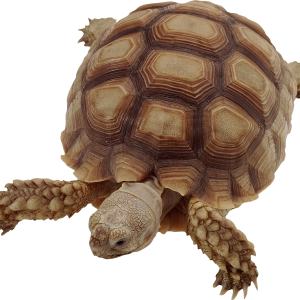 Turtle PNG