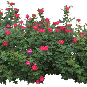 Bushes PNG image