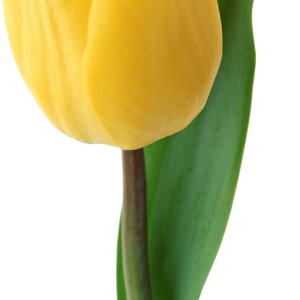 Yellow tulip PNG image