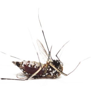 Mosquito PNG