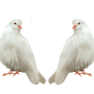 Pigeon PNG