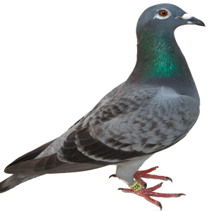 Pigeon PNG