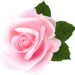 Rose PNG