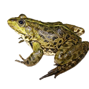 Frog PNG