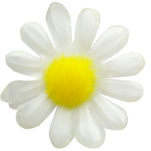 Camomile PNG image, free flower picture