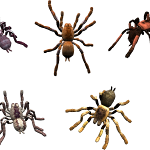 Spider PNG image