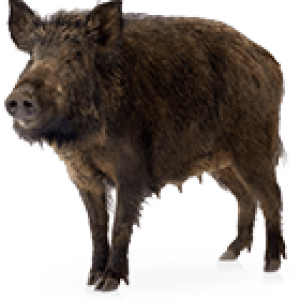 Boar PNG