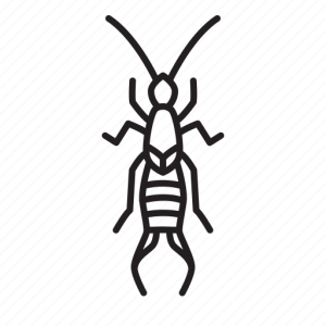 Earwig PNG