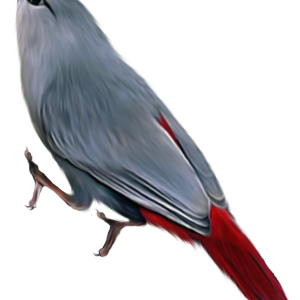 Bird PNG