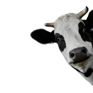 cow PNG