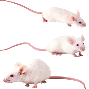 mouse, rat PNG image