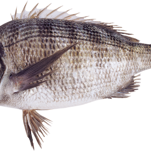 Fish PNG