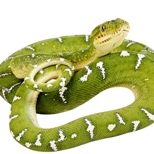 Green snake PNG image