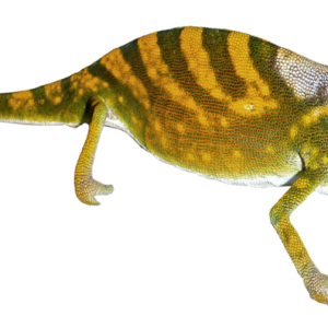 Gecko PNG