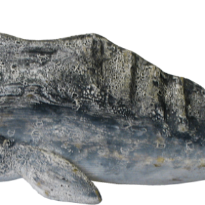 Sperm whale PNG