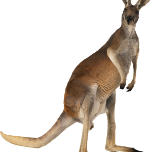 Kangaroo PNG