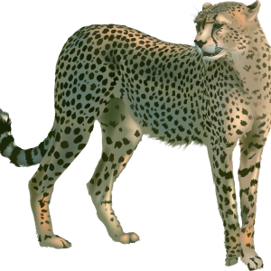 Cheetah PNG