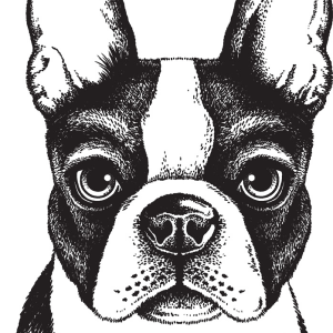 Bulldog PNG black image