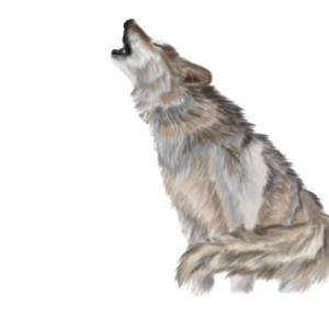 Wolf PNG