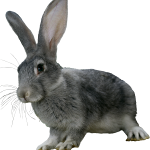rabbit PNG