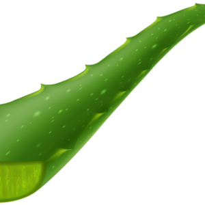 Aloe vera PNG