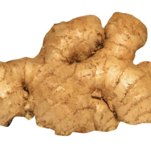 Ginger PNG