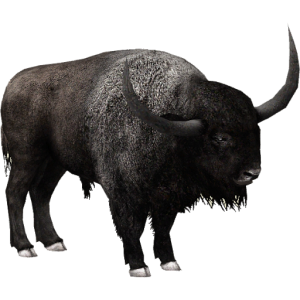 Bison PNG